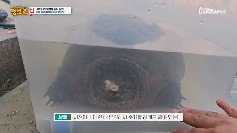 How Wolf Turtles Found in Rivers Are Treated When Collected at City Hall