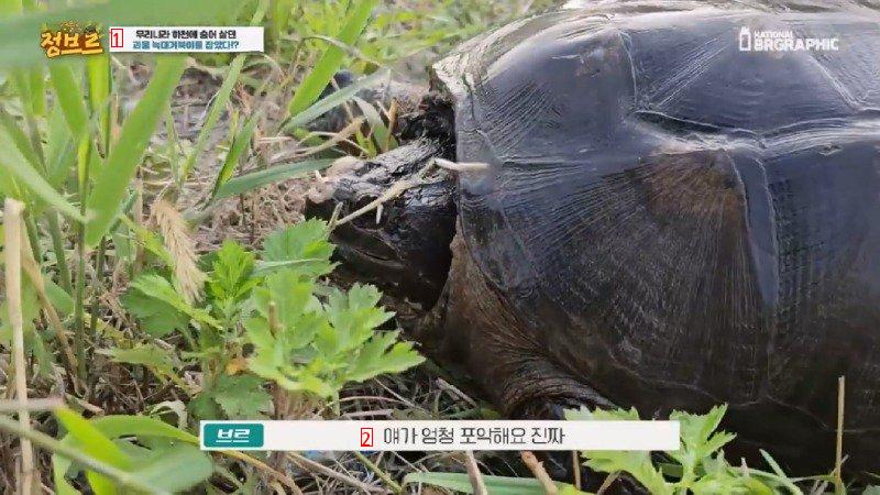 How Wolf Turtles Found in Rivers Are Treated When Collected at City Hall