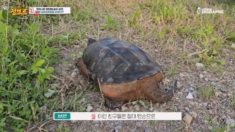 How Wolf Turtles Found in Rivers Are Treated When Collected at City Hall