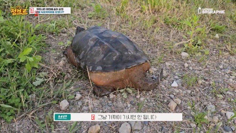 How Wolf Turtles Found in Rivers Are Treated When Collected at City Hall