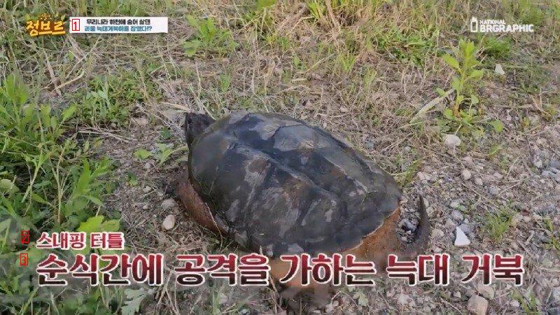 How Wolf Turtles Found in Rivers Are Treated When Collected at City Hall