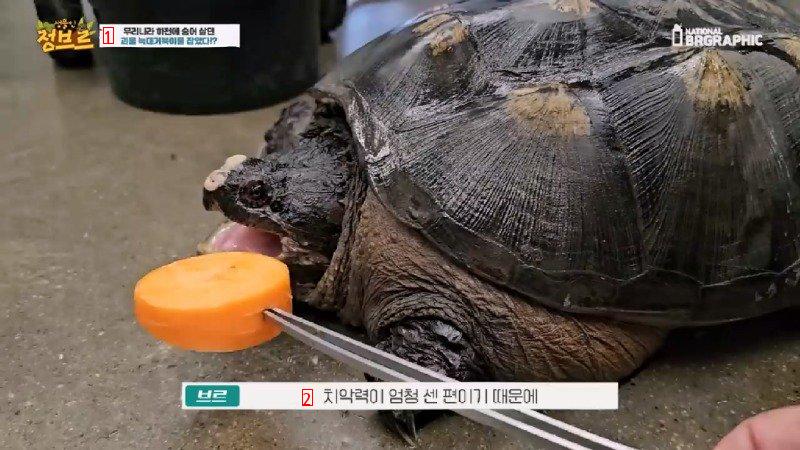 How Wolf Turtles Found in Rivers Are Treated When Collected at City Hall