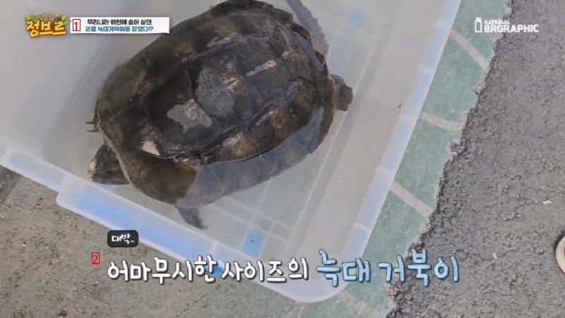 How Wolf Turtles Found in Rivers Are Treated When Collected at City Hall