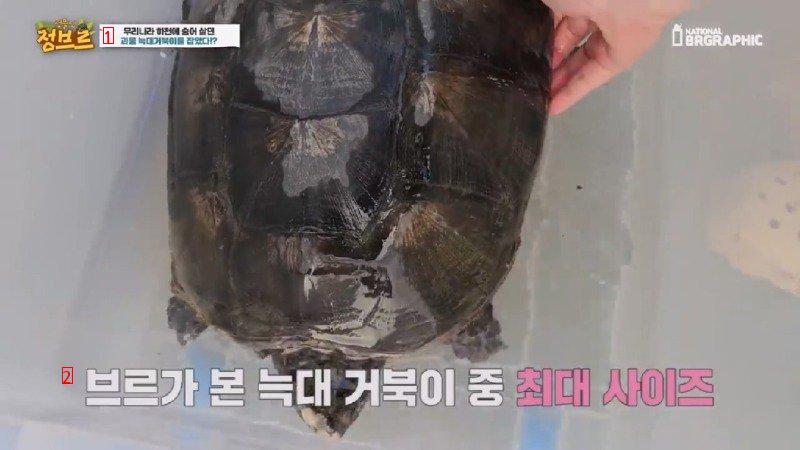 How Wolf Turtles Found in Rivers Are Treated When Collected at City Hall