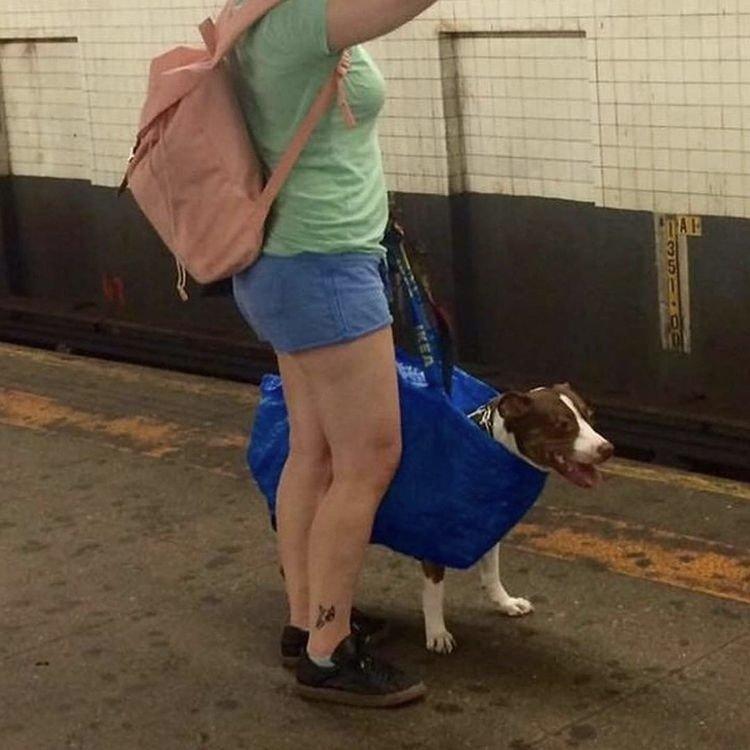 Dogs that don't contain them can't take the New York subway