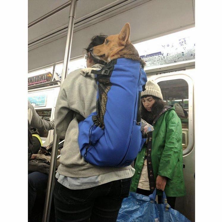 Dogs that don't contain them can't take the New York subway