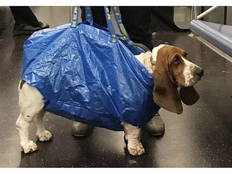 Dogs that don't contain them can't take the New York subway