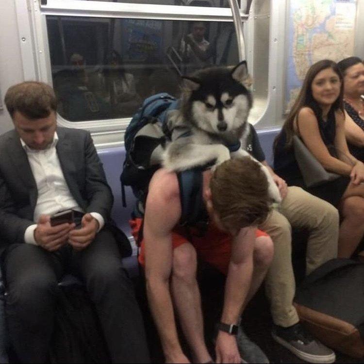 Dogs that don't contain them can't take the New York subway