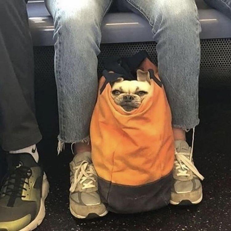 Dogs that don't contain them can't take the New York subway