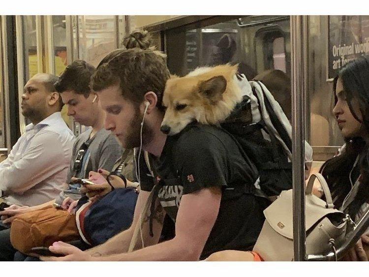 Dogs that don't contain them can't take the New York subway