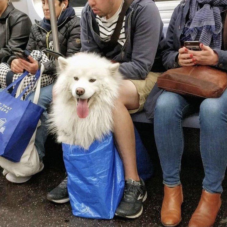 Dogs that don't contain them can't take the New York subway