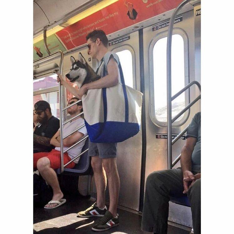 Dogs that don't contain them can't take the New York subway