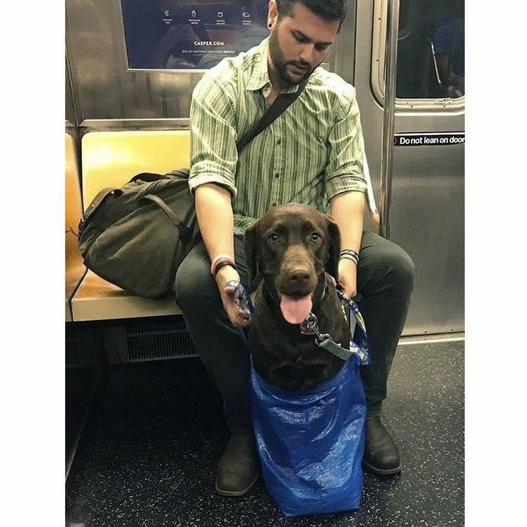 Dogs that don't contain them can't take the New York subway