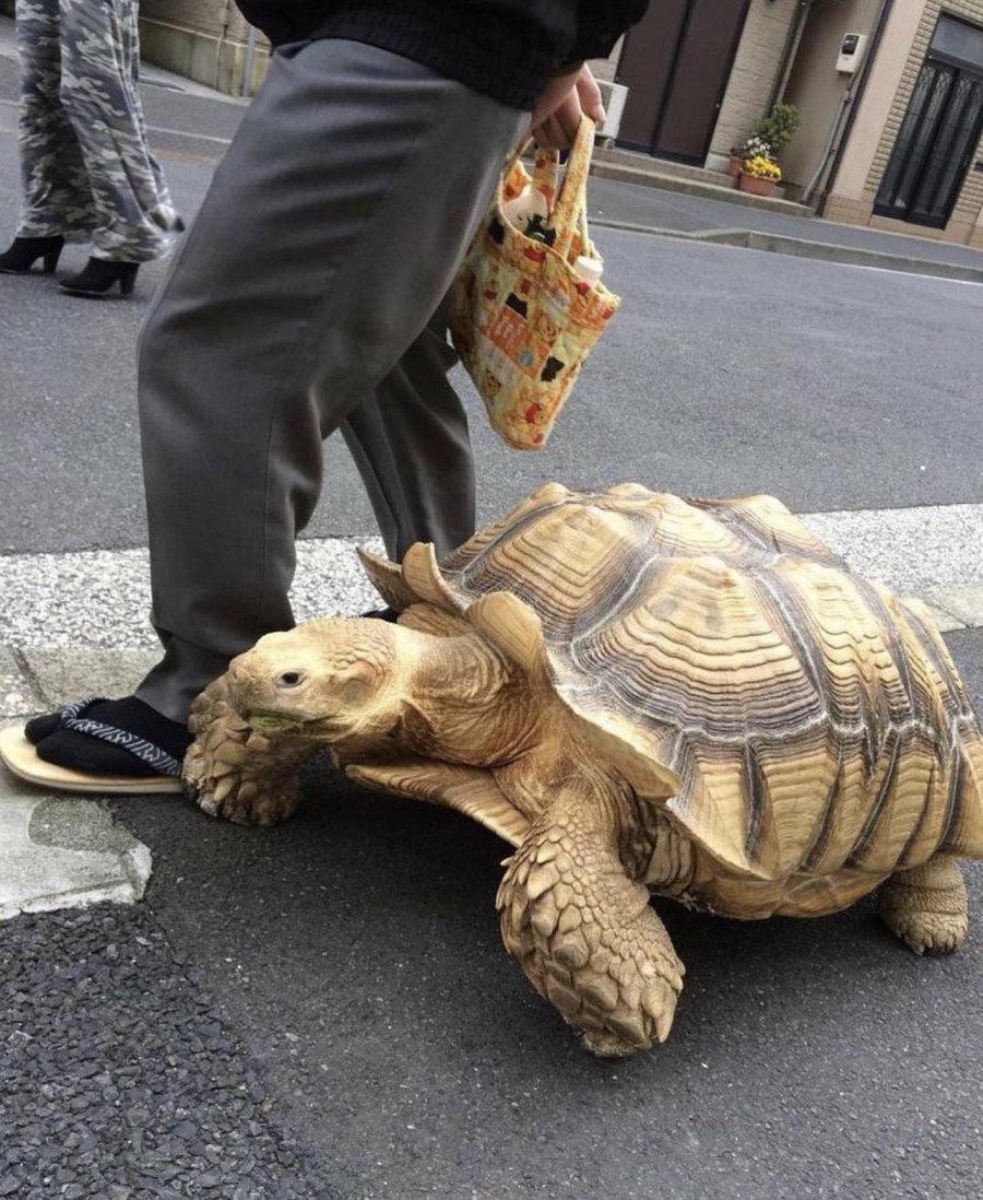 Japanese famous turtle jpg