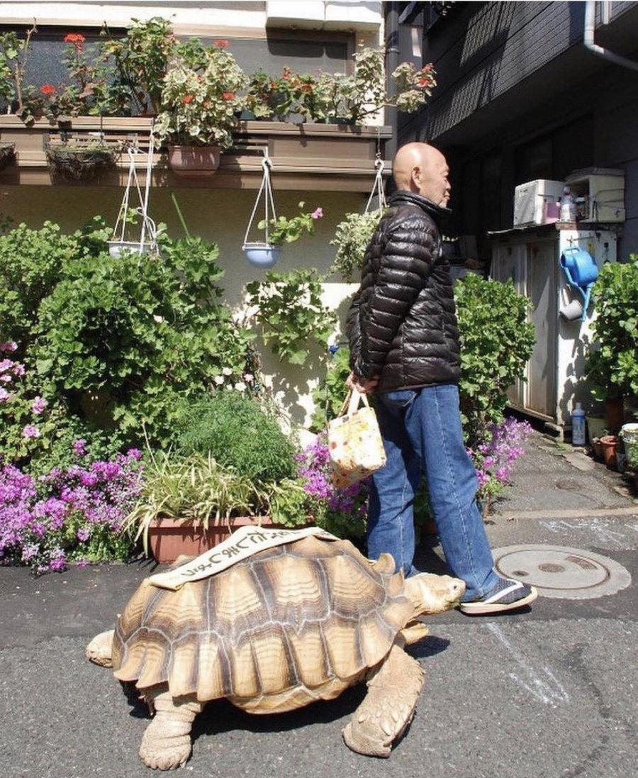 Japanese famous turtle jpg