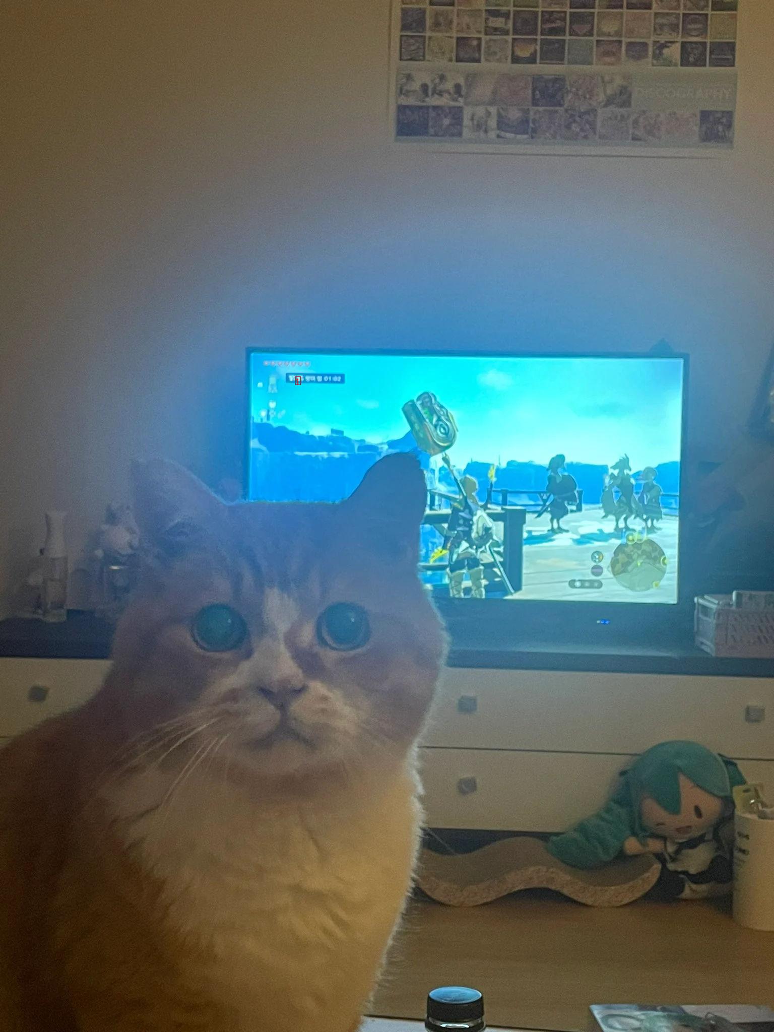 If you turn on the TV at night, the cat comes running to beat you