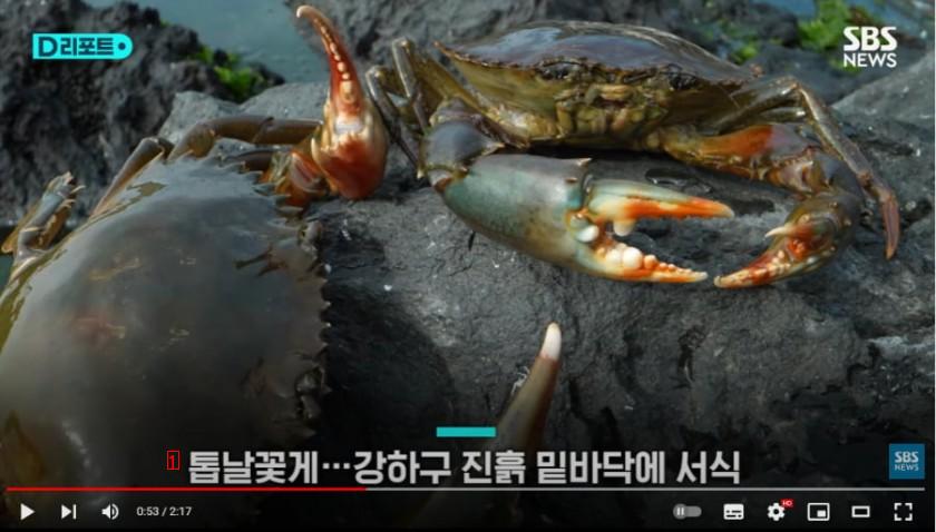 Top Predators Landing on Jeju Island