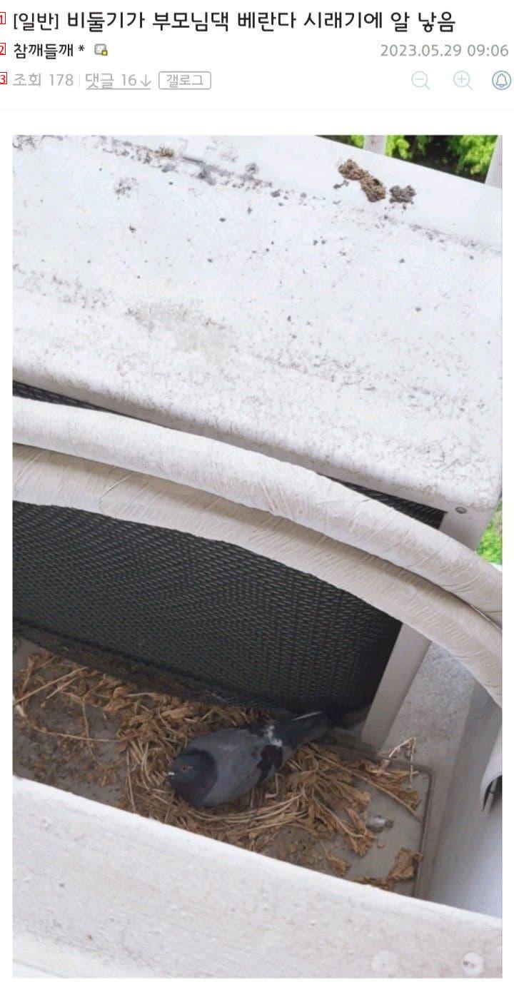 Pigeons lay eggs in the veranda