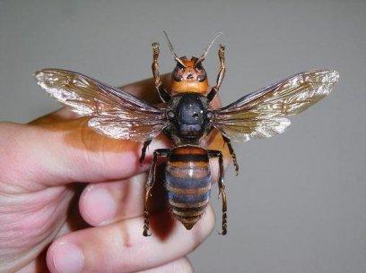 Why there are so many exaggerated stories about wasps