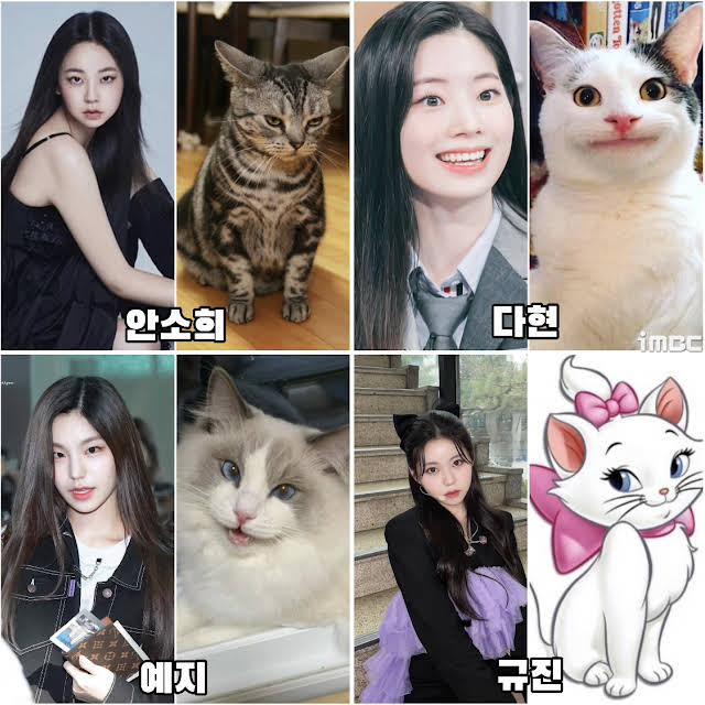 Other JYP bunny face, cat face, genealogy