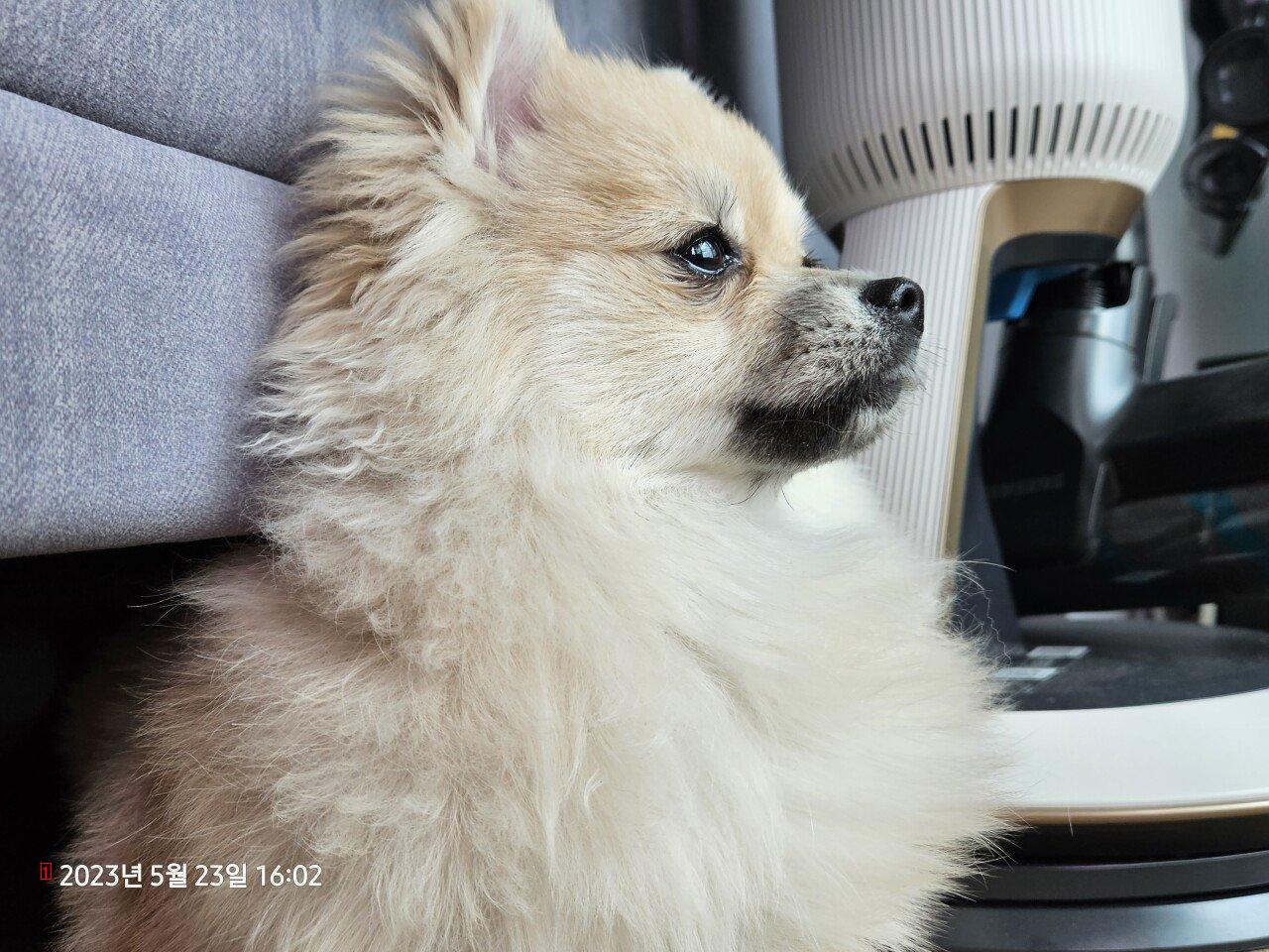 9th month Pomeranian