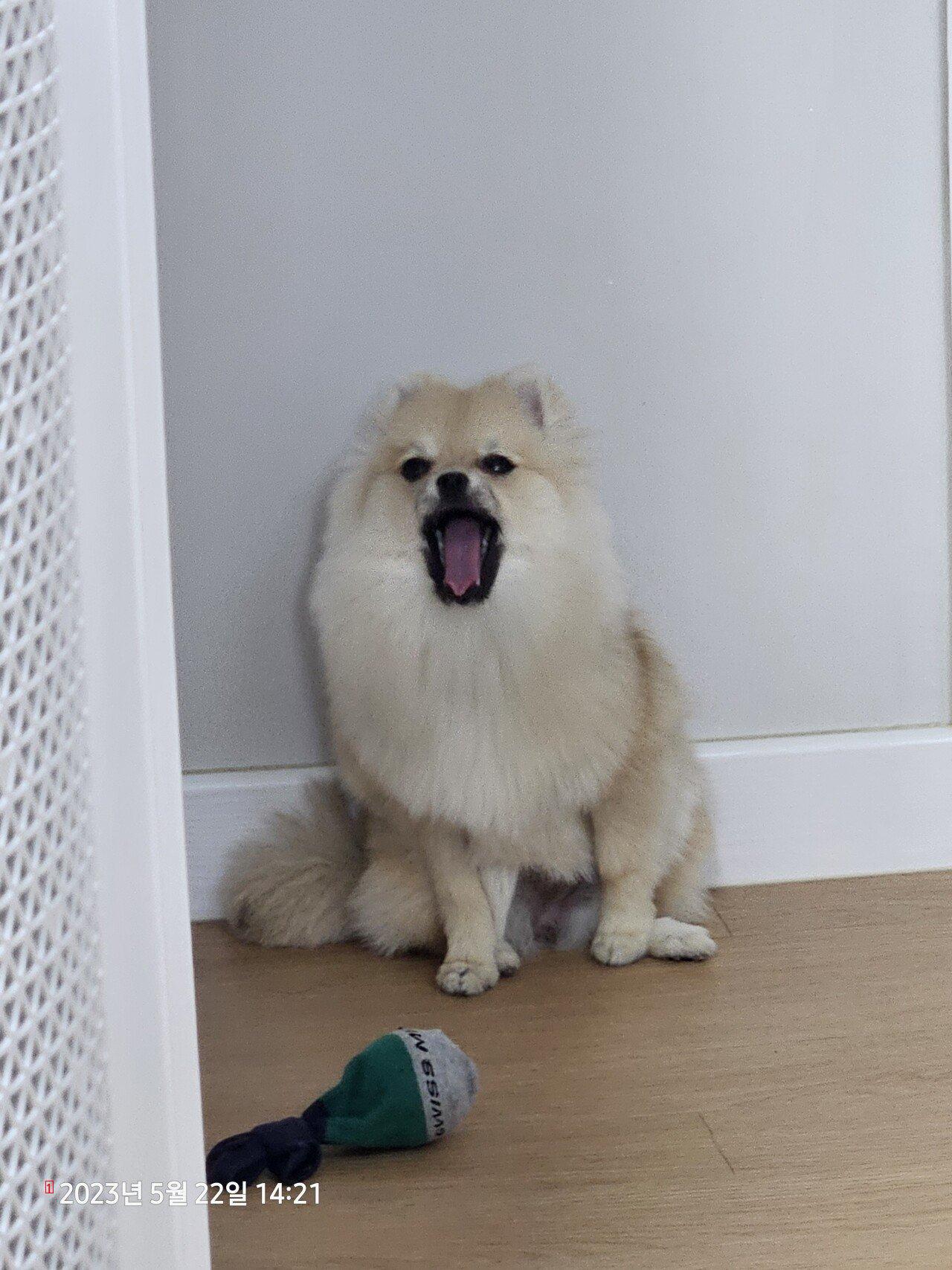 9th month Pomeranian