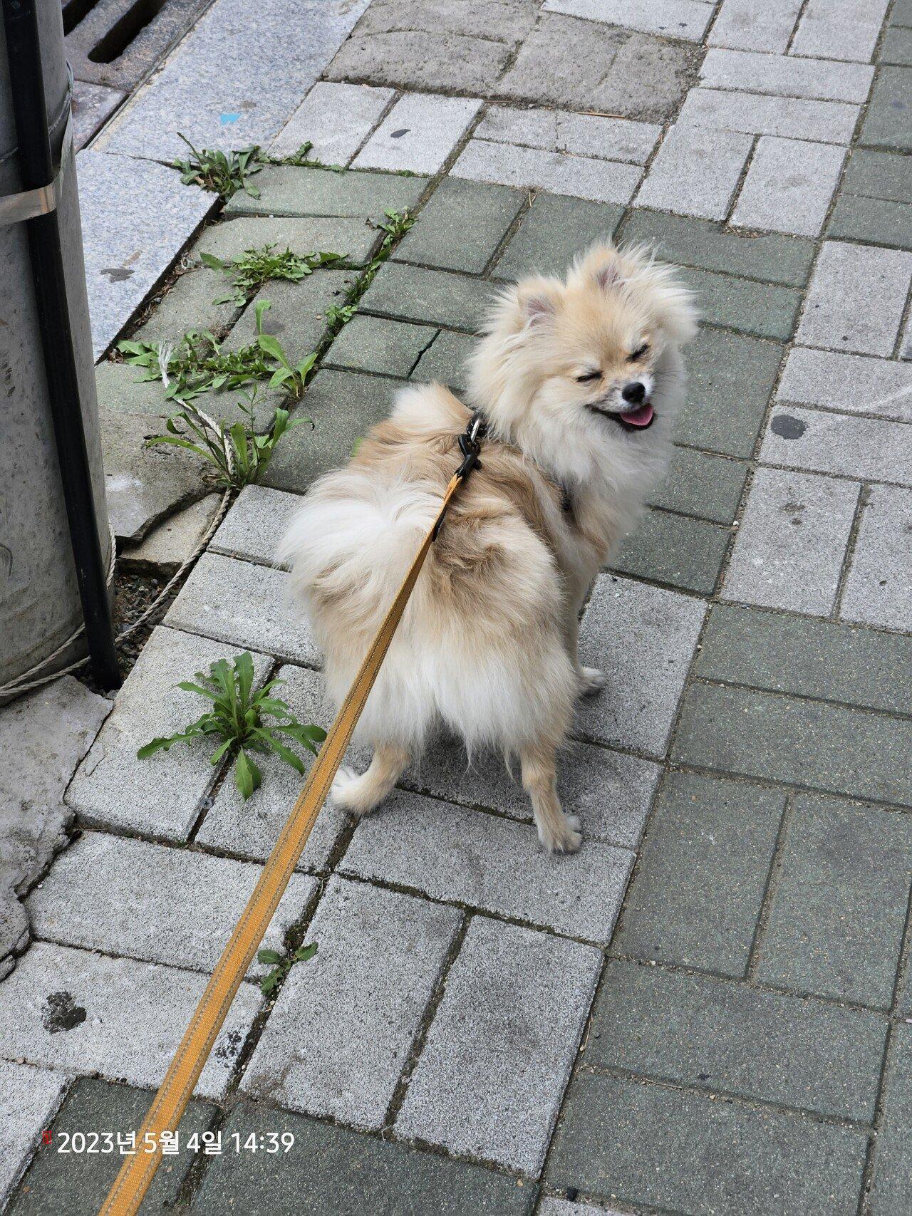 9th month Pomeranian