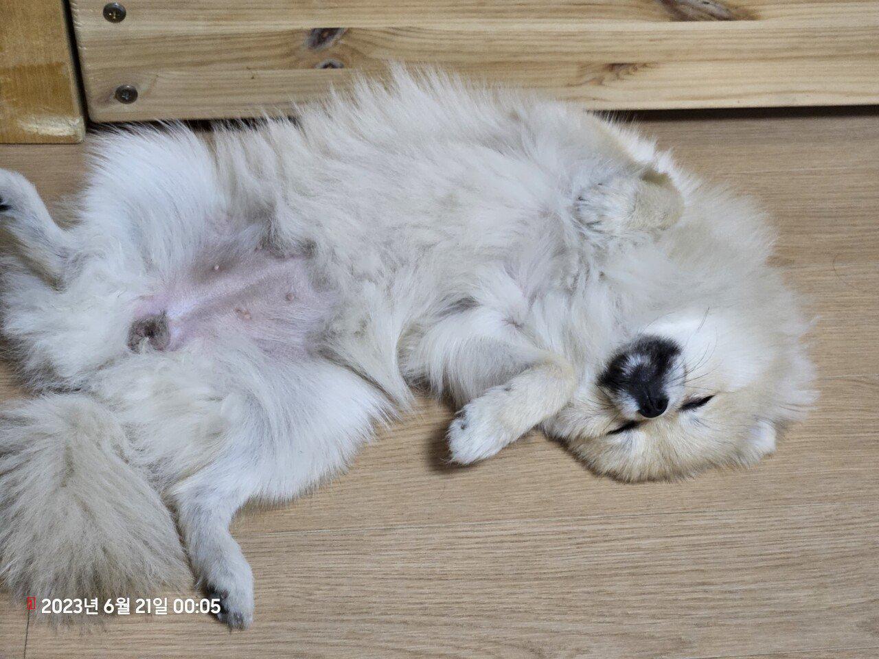 9th month Pomeranian