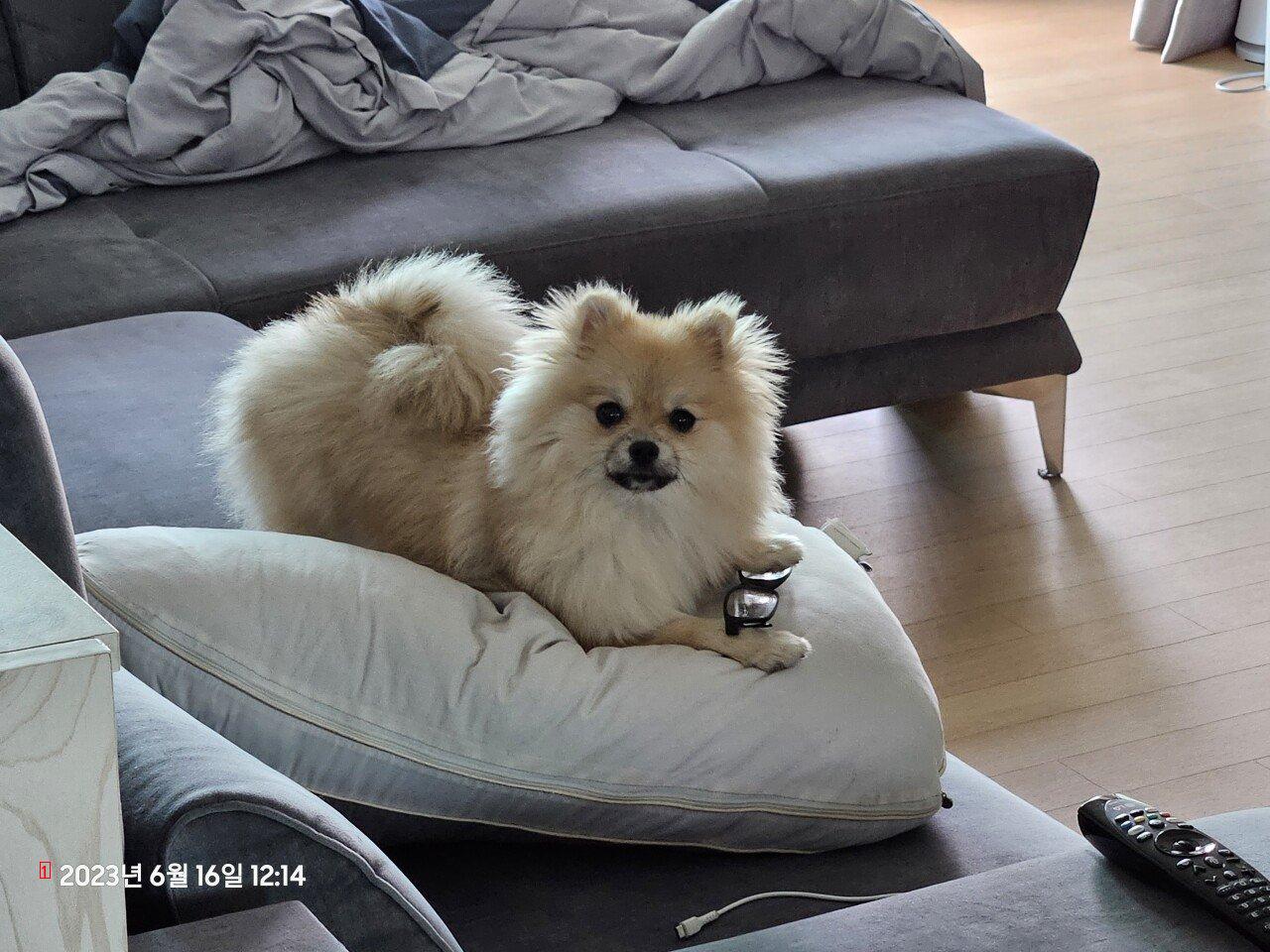 9th month Pomeranian