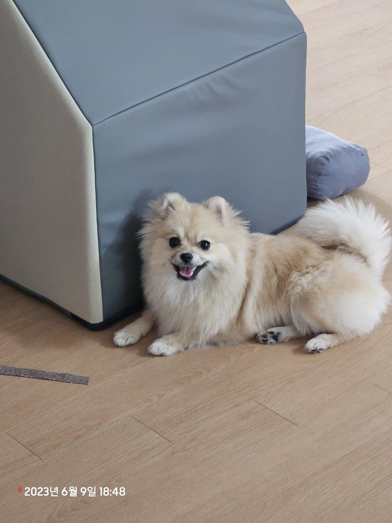 9th month Pomeranian