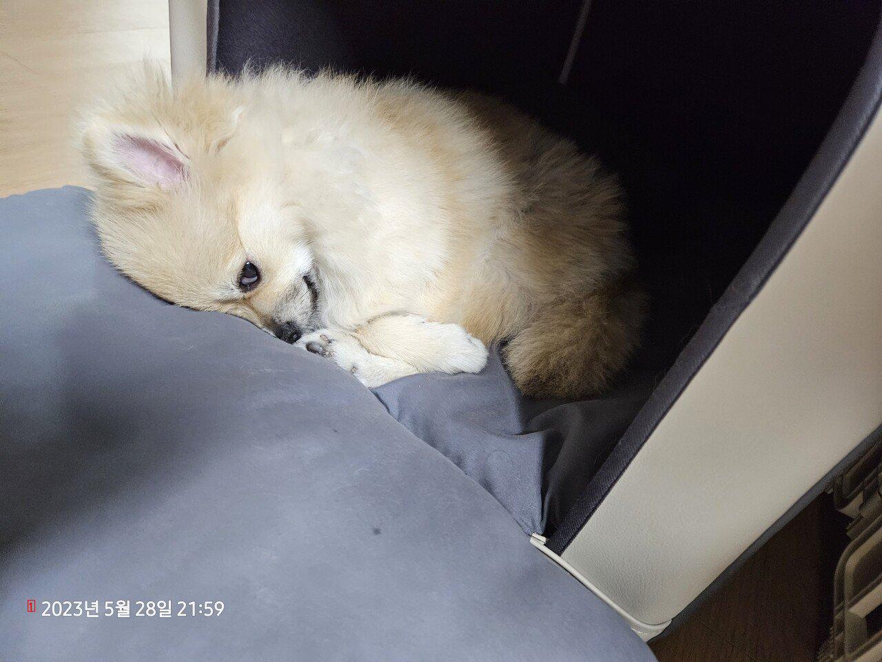 9th month Pomeranian