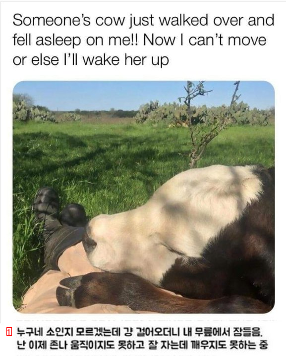 a cow who found a good pillow