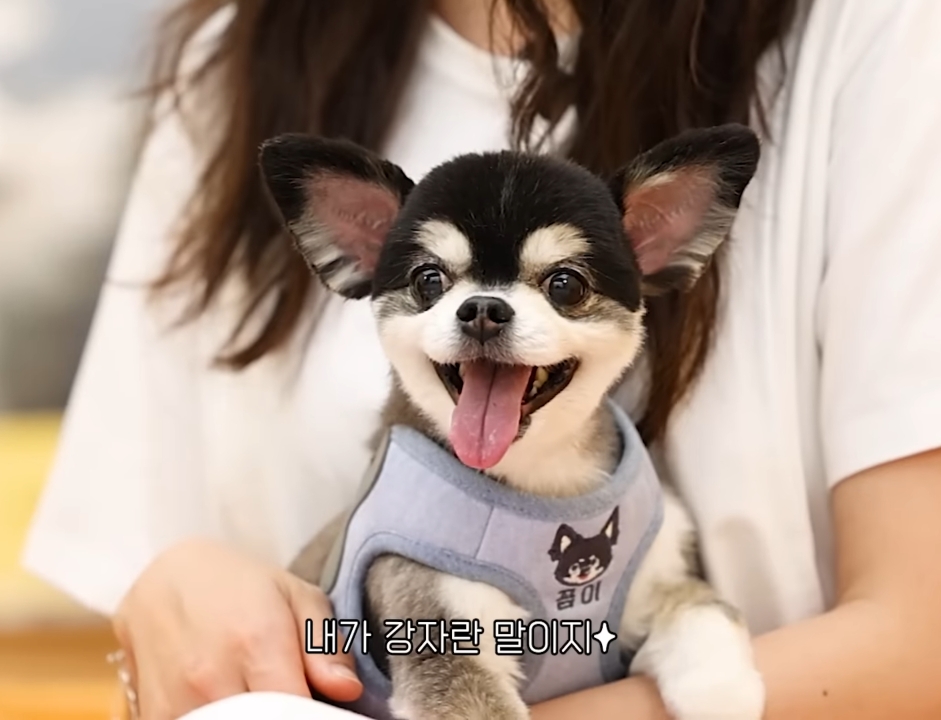 Pyo Yejin's dog licks Pyo Yejin's feet all day