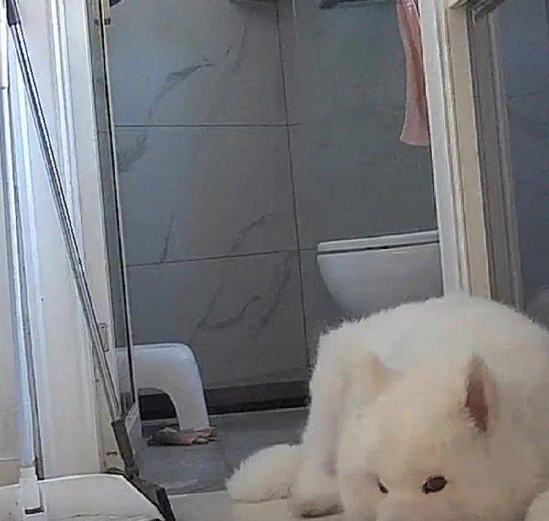 The dog didn't drink water for 7 hours and installed a home cam