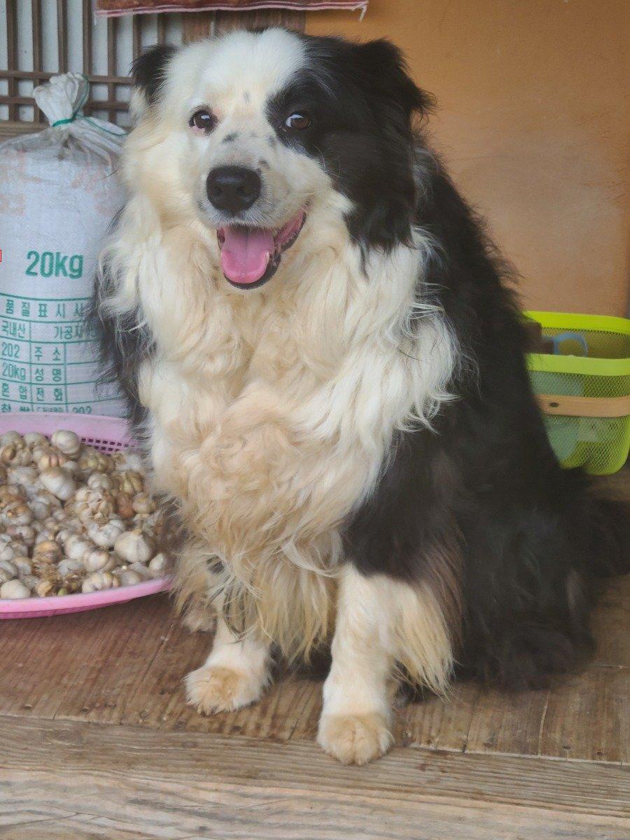 My family always smiles. Border collie. JPG