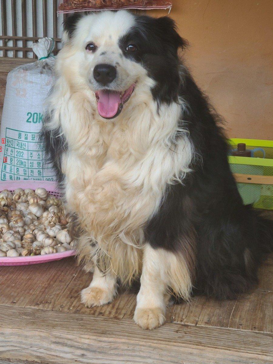 My family always smiles. Border collie. JPG