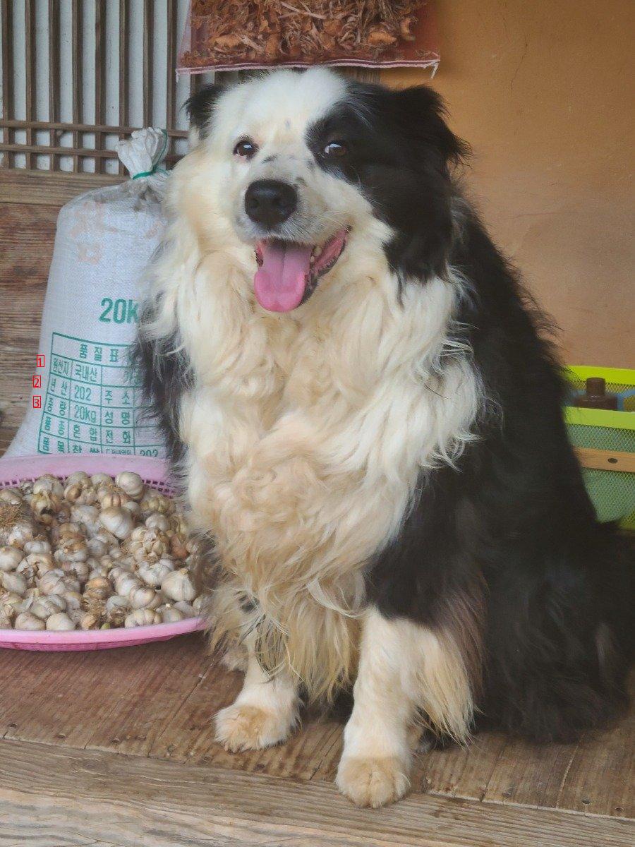 My family always smiles. Border collie. JPG