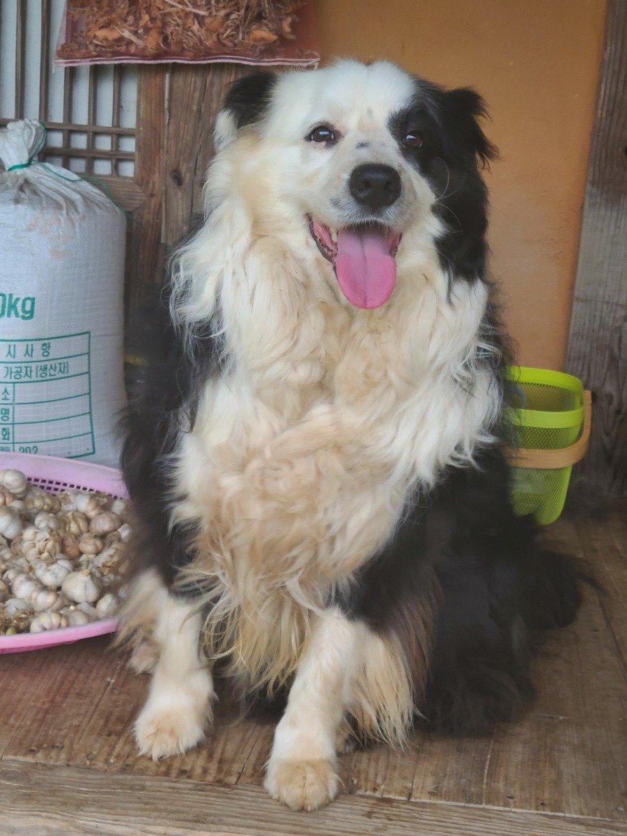 My family always smiles. Border collie. JPG