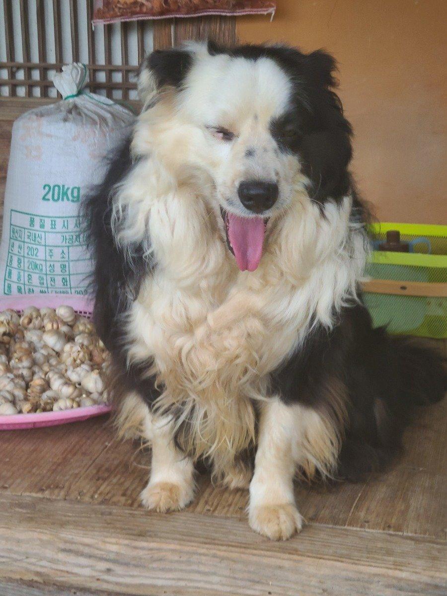 My family always smiles. Border collie. JPG