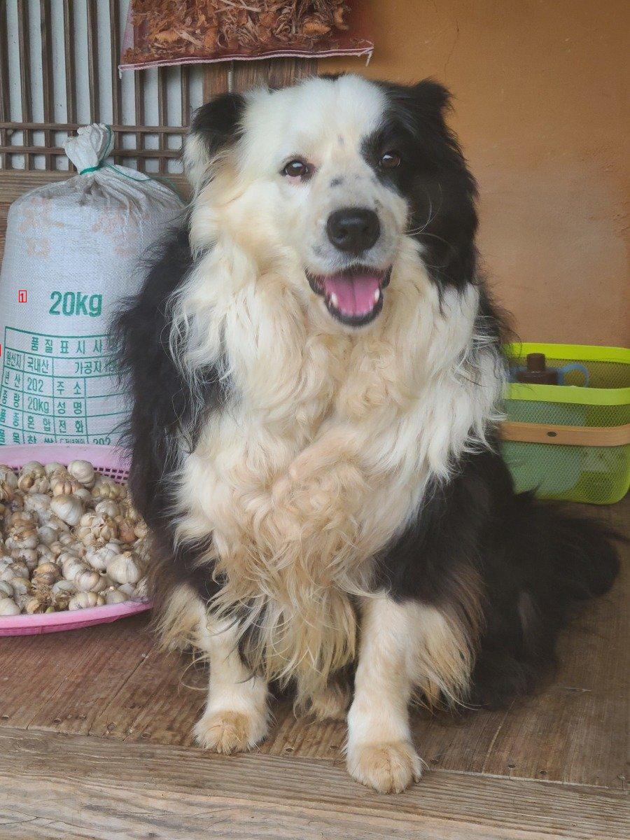 My family always smiles. Border collie. JPG