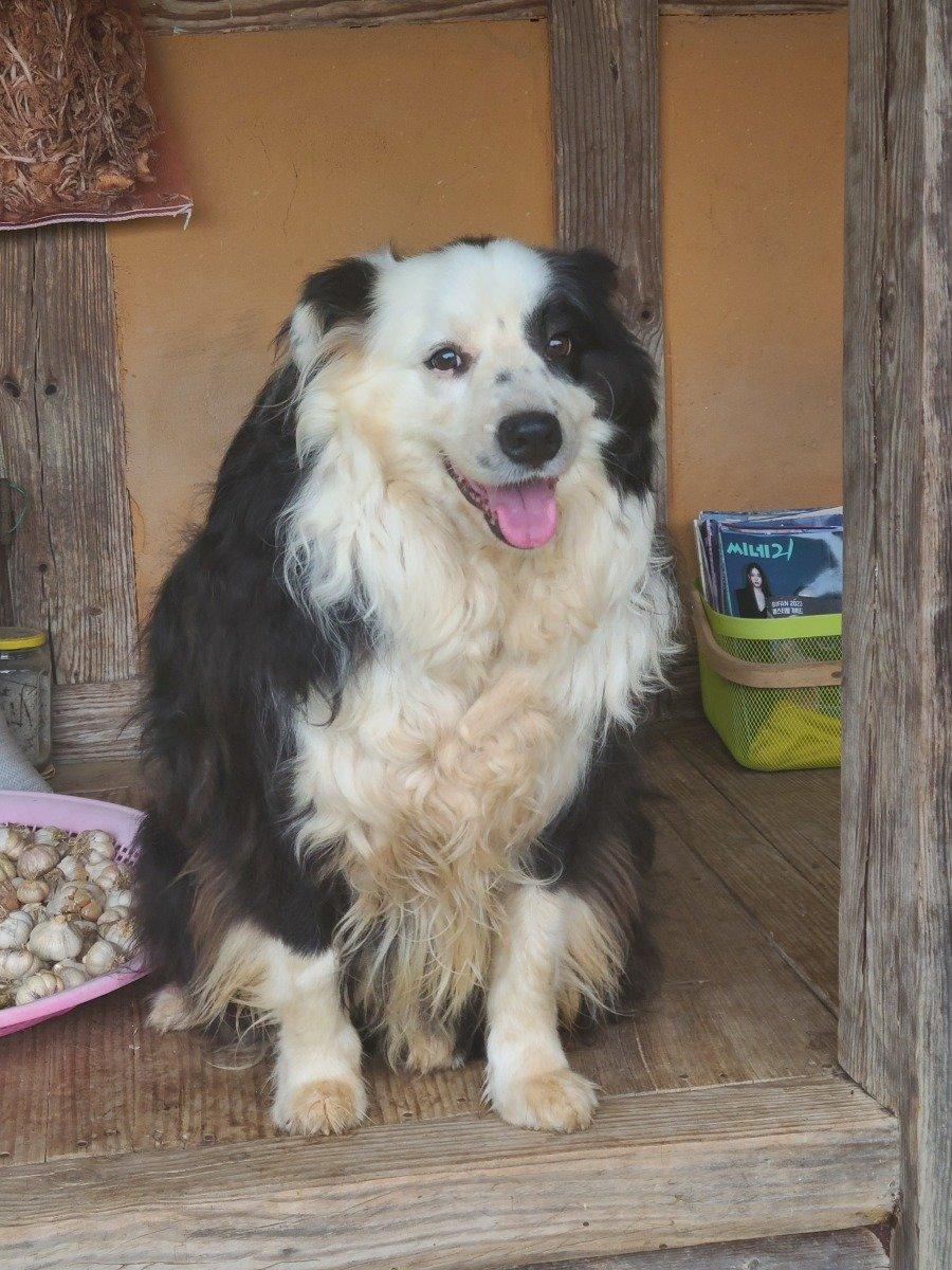 My family always smiles. Border collie. JPG