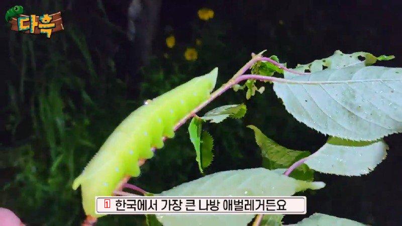 A giant gourd worm that costs 20,000 won per drug