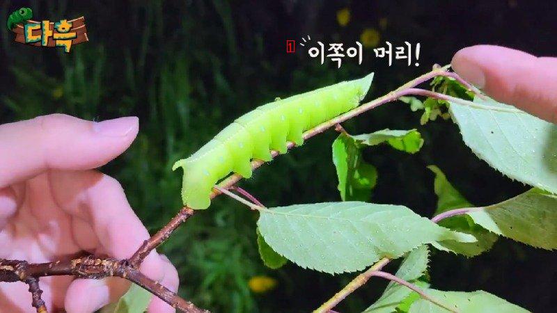 A giant gourd worm that costs 20,000 won per drug