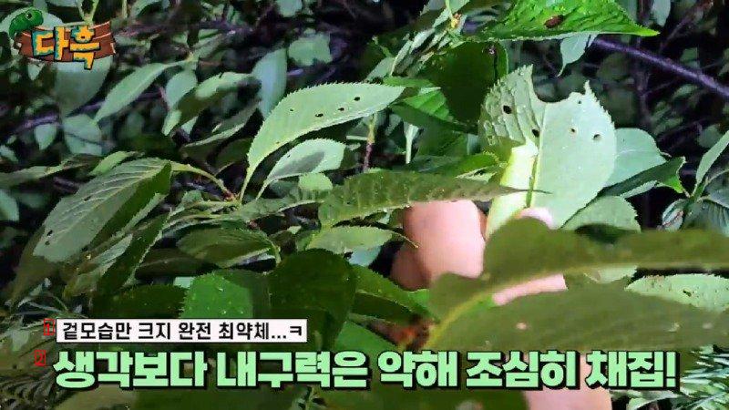 A giant gourd worm that costs 20,000 won per drug