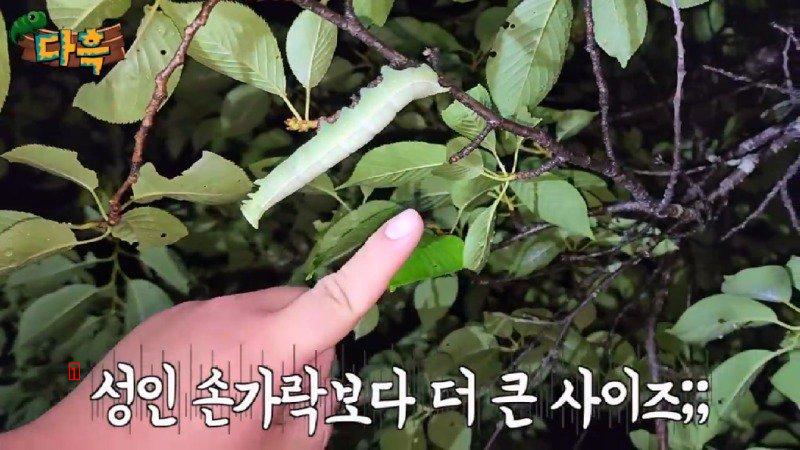 A giant gourd worm that costs 20,000 won per drug