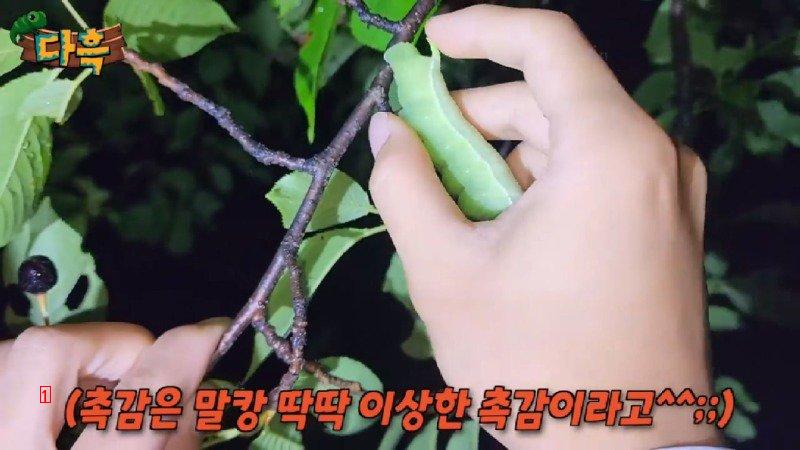 A giant gourd worm that costs 20,000 won per drug