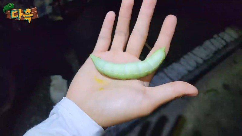 A giant gourd worm that costs 20,000 won per drug