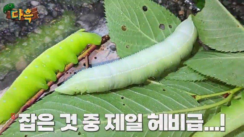 A giant gourd worm that costs 20,000 won per drug