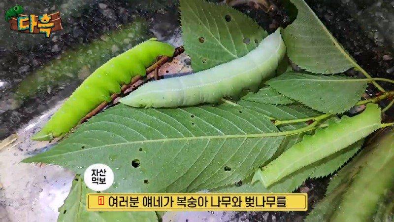 A giant gourd worm that costs 20,000 won per drug