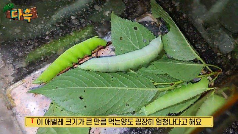 A giant gourd worm that costs 20,000 won per drug